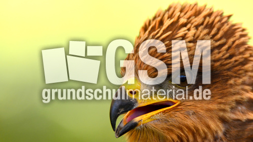 Schwarzmilan (8).jpg